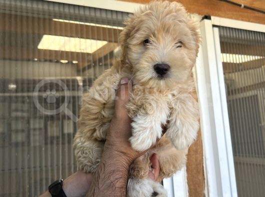 Güzeller Güzeli  Maltipoo  Kızım görsel
