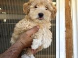 Güzeller güzeli  maltipoo  kızım