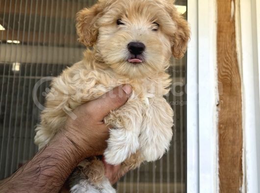 Güzeller Güzeli  Maltipoo  Kızım