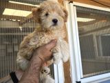 Güzeller Güzeli  Maltipoo  Kızım