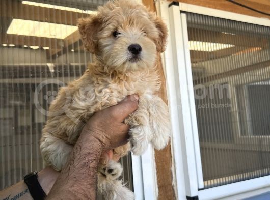 Güzeller Güzeli  Maltipoo  Kızım görsel