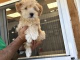 Güzeller Güzeli  Maltipoo  Kızım