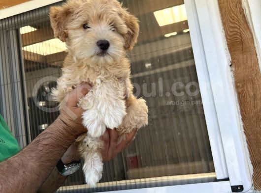 Güzeller Güzeli  Maltipoo  Kızım görsel