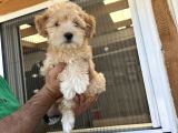 Güzeller Güzeli  Maltipoo  Kızım