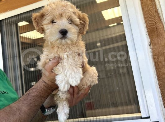 Güzeller Güzeli  Maltipoo  Kızım görsel