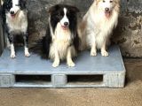 Türkiyenin en büyük border collie çiftliği