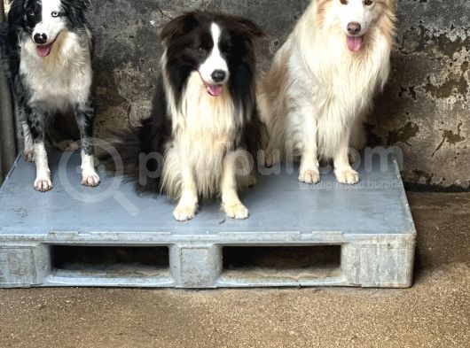 Türkiyenin En Büyük Border Collie Çiftliği