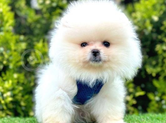Safkan Pomeranian Boo Yavrularımız görsel