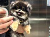 Ayı Surat Orijinal Pomeranian Boo