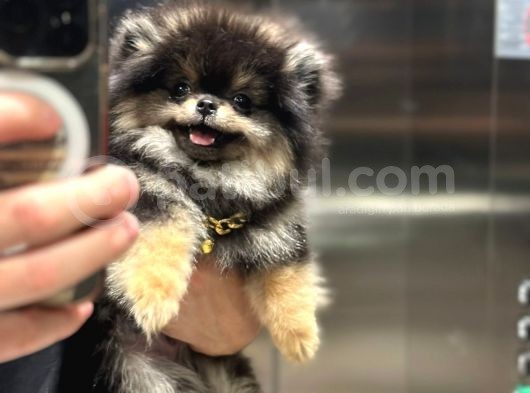 Ayı Surat Orijinal Pomeranian Boo görsel
