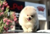 A Kalite Pomeranian Bo Ayı Surat