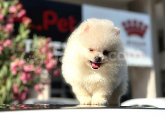 A Kalite pomeranian bo ayı surat