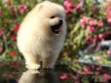 A Kalite Pomeranian Bo Ayı Surat