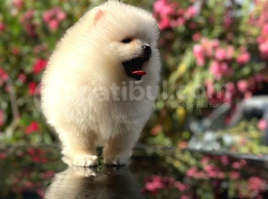 A Kalite Pomeranian Bo Ayı Surat görsel
