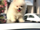 A Kalite Pomeranian Bo Ayı Surat