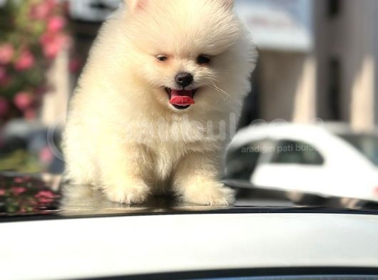 A Kalite Pomeranian Bo Ayı Surat görsel