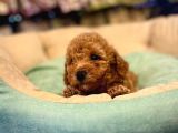 safkan toy poodle