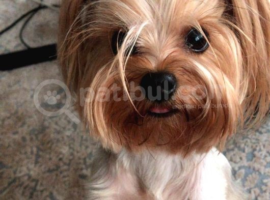 Erkek 0 Numara Yorkshire Terrier Yavru görsel