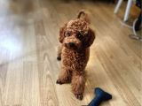 ACİL ÜST KALİTE KOYU KIRMIZI ERKEK TOY POODLE