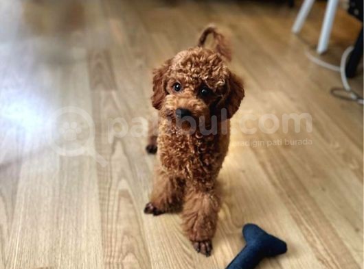 Aci̇l Üst Kali̇te Koyu Kirmizi Erkek Toy Poodle
