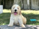Anne Altından Labradoodle Yavrular