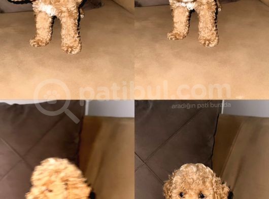 Irk Garantili Toy Poodle Bebeklerim görsel