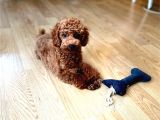 Aci̇l Üst Kali̇te Koyu Kirmizi Erkek Toy Poodle
