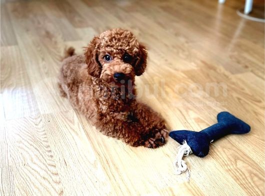 Aci̇l Üst Kali̇te Koyu Kirmizi Erkek Toy Poodle görsel