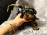 Erkek 0 Numara Yorkshire Terrier Yavru