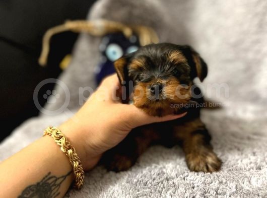 Erkek 0 Numara Yorkshire Terrier Yavru