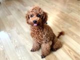 Aci̇l Üst Kali̇te Koyu Kirmizi Erkek Toy Poodle