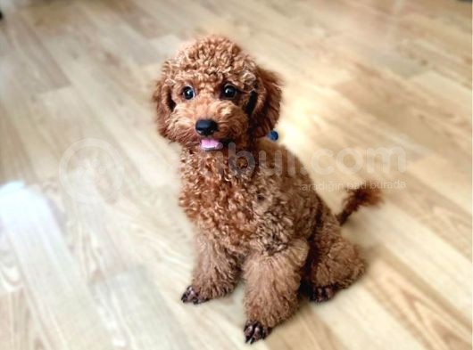 Aci̇l Üst Kali̇te Koyu Kirmizi Erkek Toy Poodle görsel