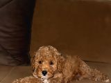 Irk Garantili Toy Poodle Bebeklerim