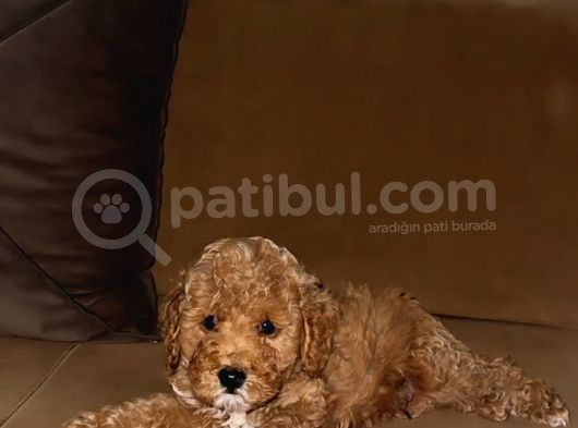 Irk Garantili Toy Poodle Bebeklerim görsel