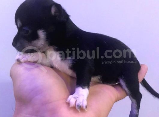 A  Kali̇te  Mi̇ni̇k Çocuklar görsel
