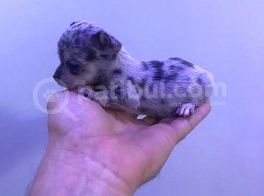 A  Kali̇te  Mi̇ni̇k Çocuklar görsel