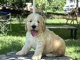 Anne Altından Labradoodle Yavrular