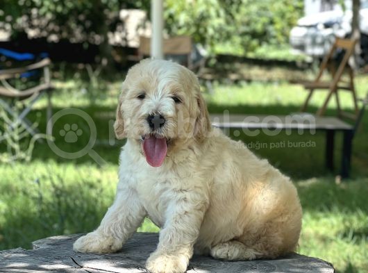Anne Altından Labradoodle Yavrular