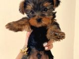 Erkek 0 Numara Yorkshire Terrier Yavru