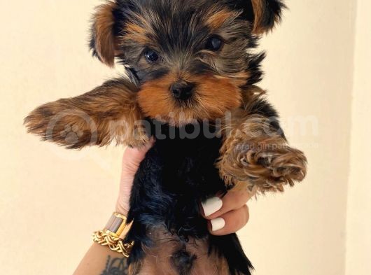 Erkek 0 Numara Yorkshire Terrier Yavru görsel