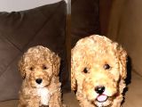 Irk Garantili Toy Poodle Bebeklerim