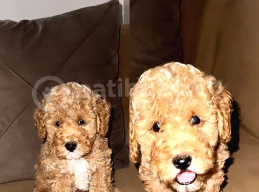 Irk Garantili Toy Poodle Bebeklerim görsel