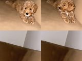Irk Garantili Toy Poodle Bebeklerim