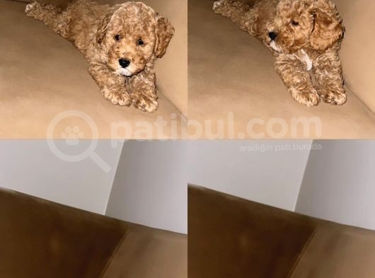 Irk Garantili Toy Poodle Bebeklerim görsel