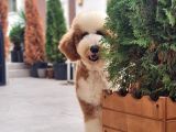Anne Altından Labradoodle Yavrular