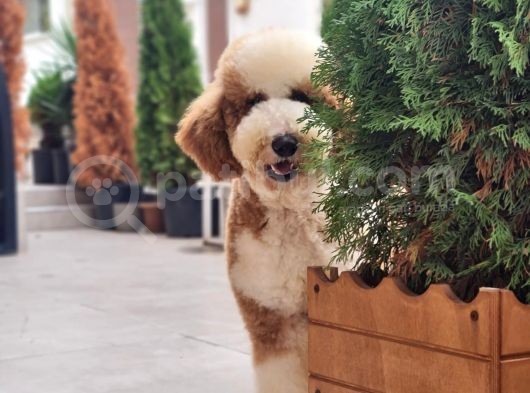 Anne Altından Labradoodle Yavrular görsel