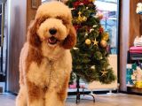 Anne Altından Labradoodle Yavrular