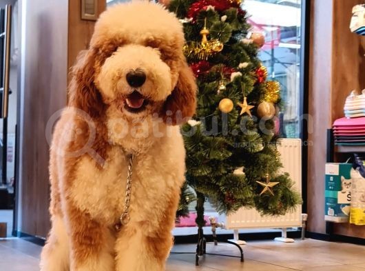 Anne Altından Labradoodle Yavrular görsel