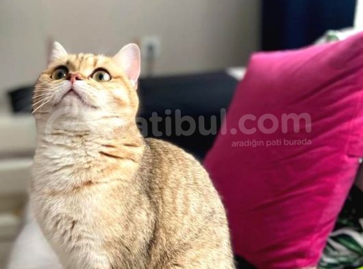 Scr Belgeli Damızlık Dişiler görsel