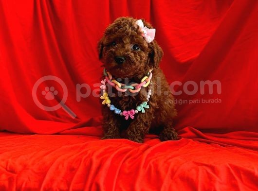 Tatlı Gülüş Poodle görsel